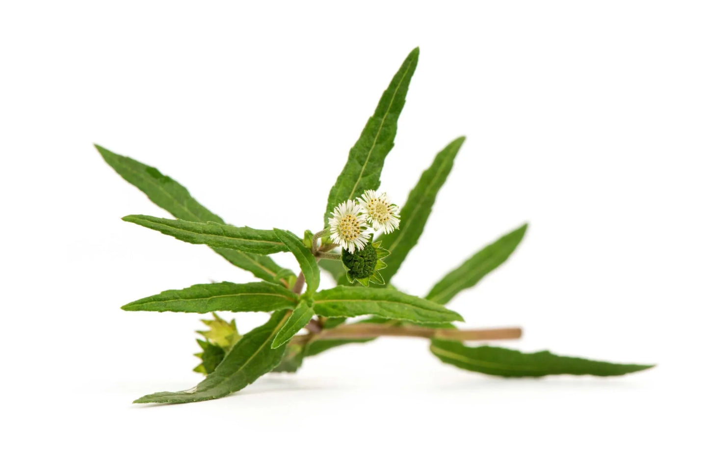1 Kg Eclipta alba Whole Herb , False Daisy Whole Herb