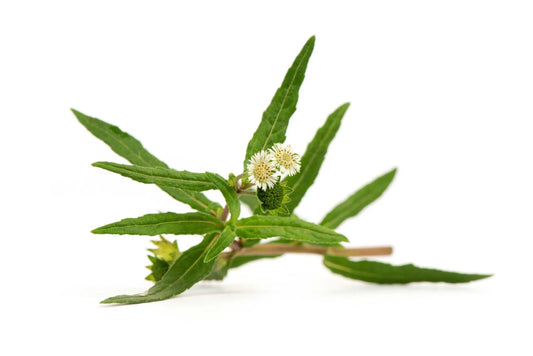 1 Kg Eclipta alba Whole Herb , False Daisy Whole Herb