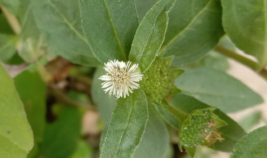 Eclipta alba Leaves  Dried, False daisy herb