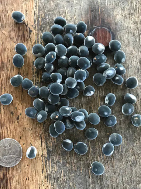 Drilled  Majidea zanguebarica ,Black Pearl Seeds, Mgambo Seeds ( With Holes )