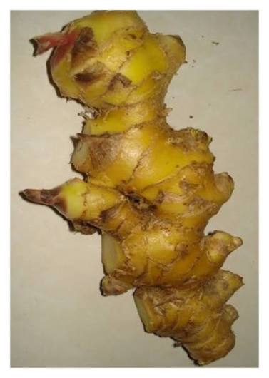 25 Zingiber rubens Rhizomes – Bengal Ginger, Makhir Ginger with Phytosanitary Certificate