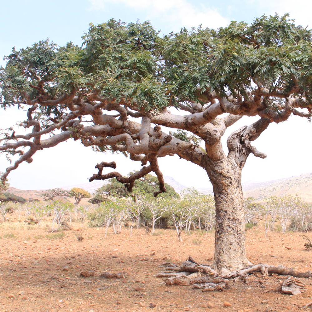 5 Boswellia sacra Seeds – Frankincense Tree Seeds (Olibanum Tree) – Rare Aromatic Resin Tree