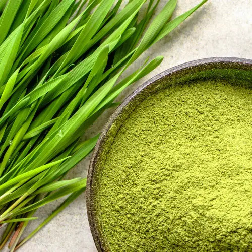 Wheatgrass Powder ,Triticum aestivum Powder