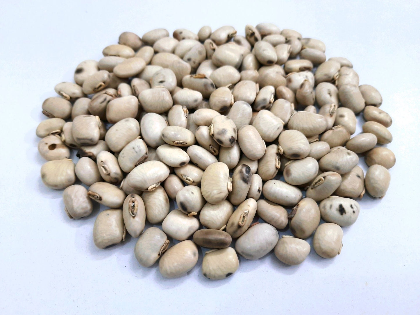 1 Kg White Velvet Bean Seeds (Mucuna pruriens White ) | Green Manure & Cover Crop